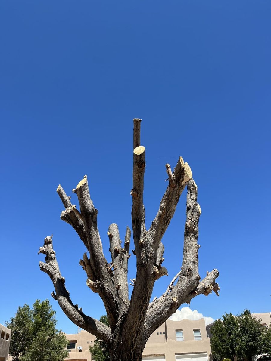 Tree Trimming for Golden Eagle Concrete LLC in Tulsa, OK