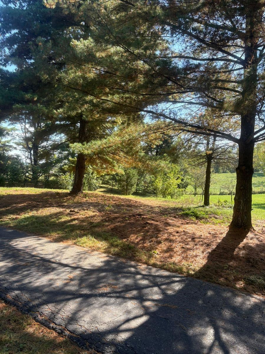 Tree Trimming for Dig-It Tree Company in Mason, OH