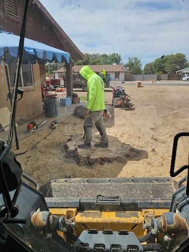 Tree Removal for T's Tree Service and Firewood in Apache Junction, AZ