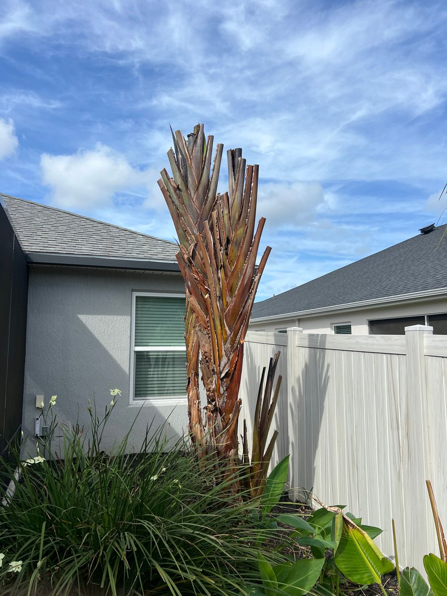 Tree Trimming for R.B. & Company in Belleview, FL
