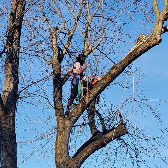 Tree Removal for Timber Arts Tree Service in Lindenwold, NJ 