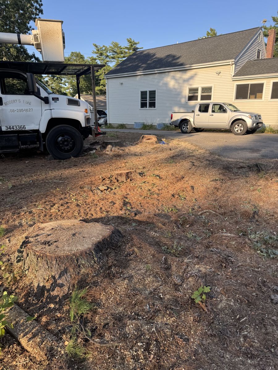 Tree Removal for Robery's Tree Service in West Wareham, MA
