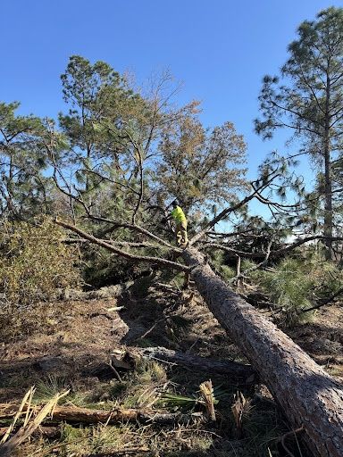 Tree Trimming & Removals for Aztec Land Destroyers LLC in Ocala, FL