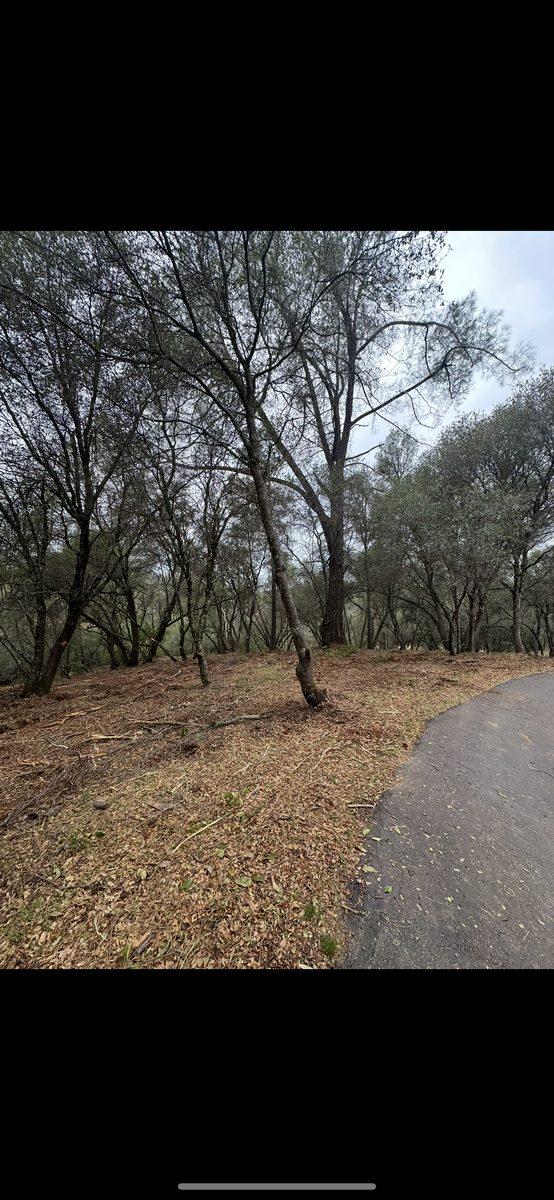 Defensible Space for Tyco Forest Management in Placerville, CA