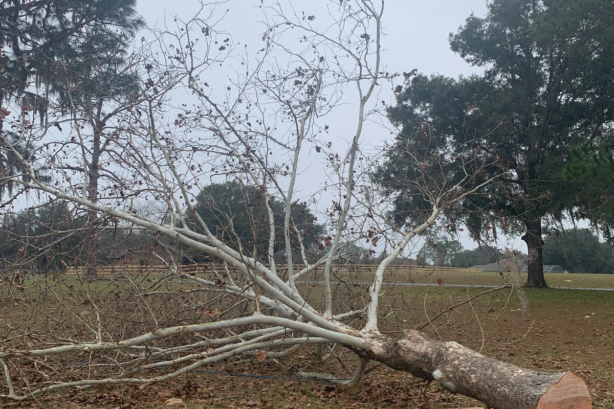 Tree Removal or Trimming  for All American Property Services in High Springs, FL