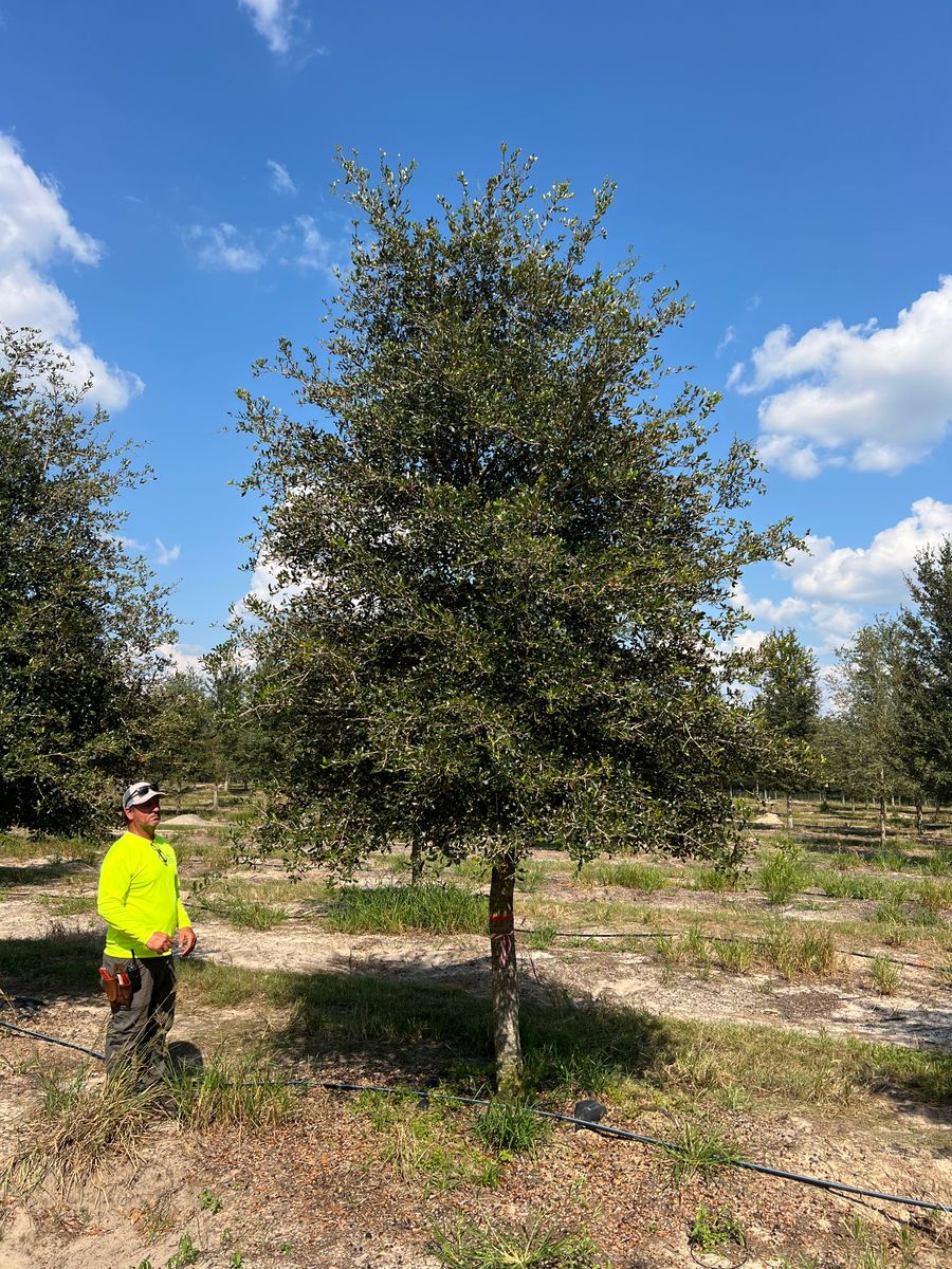 Tree service for Roberts Lawn & Landscape in Steinhatchee, FL
