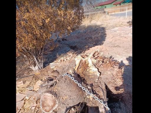 Tree Removal for Tree Service Miracles in Albuquerque, NM