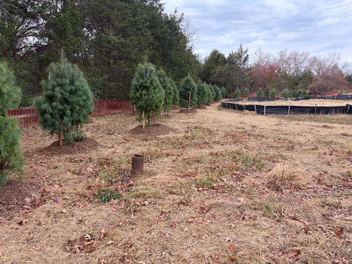 Landscaping for 9999 Building and Renovation LLC in Warrenton, VA