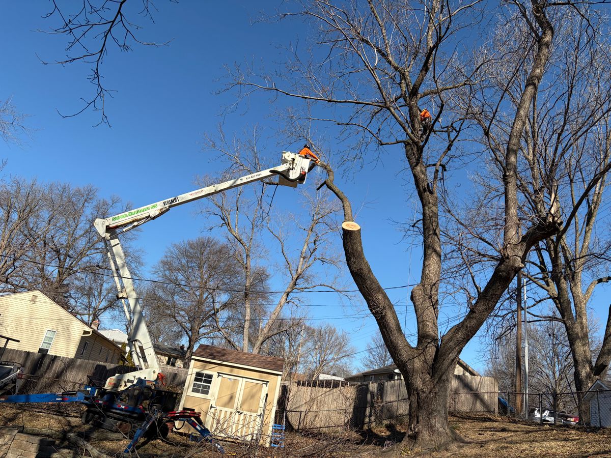 Tree Removal for Cross Family Tree Service in Kearney, MO