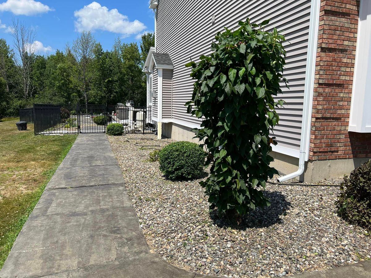 Shrub Trimming for Bumblebee Lawn Care LLC in Albany, New York