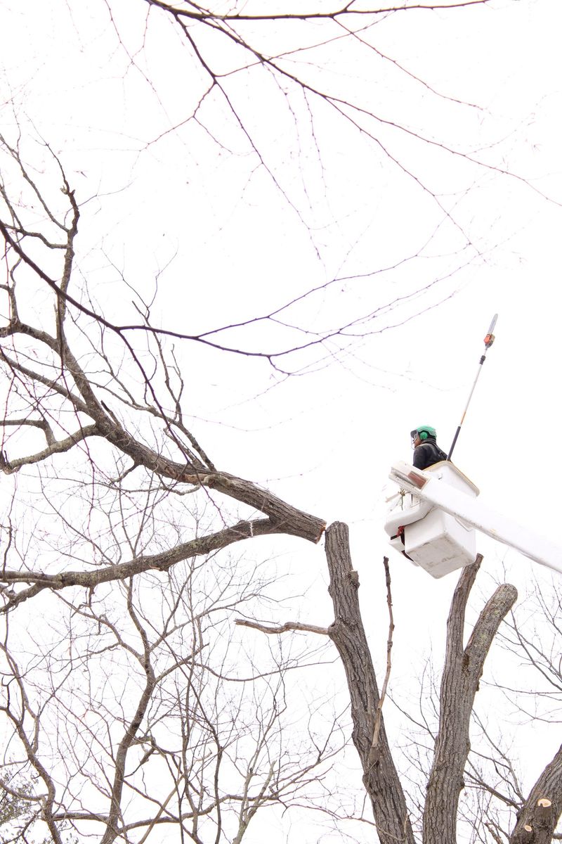 Tree Pruning  for Redemption Tree & Landscape LLC  in Oakham, MA