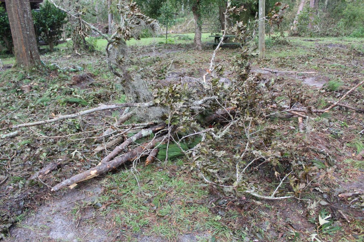 Hurricane Disaster Relief for American Tree Masters in Alvin, TX