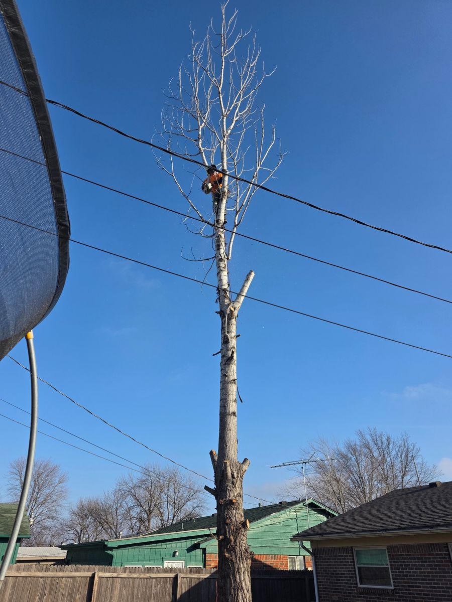 Tree Removal for Oklahoma Tree Guy in Bartlesville, OK