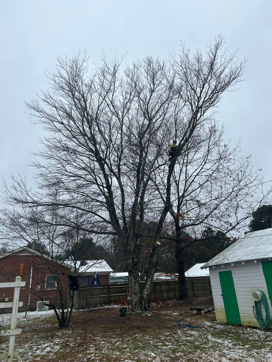Tree Removal and Limbing  for The Whole 9 Yards Landscape VA in Heathsville, VA