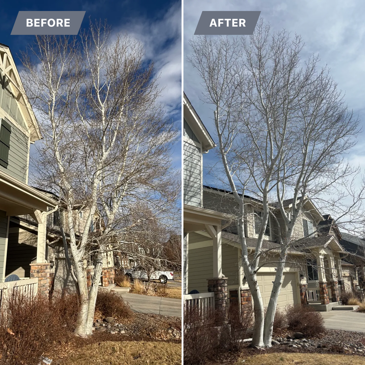Tree Trimming for Graham’s Tree Services in Pierce, CO