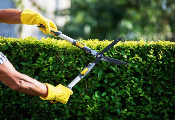 🌿 NB Shrub Trimming & Pruning Services for New Beginning Landscape & Remodel LLC in Atlanta, GA