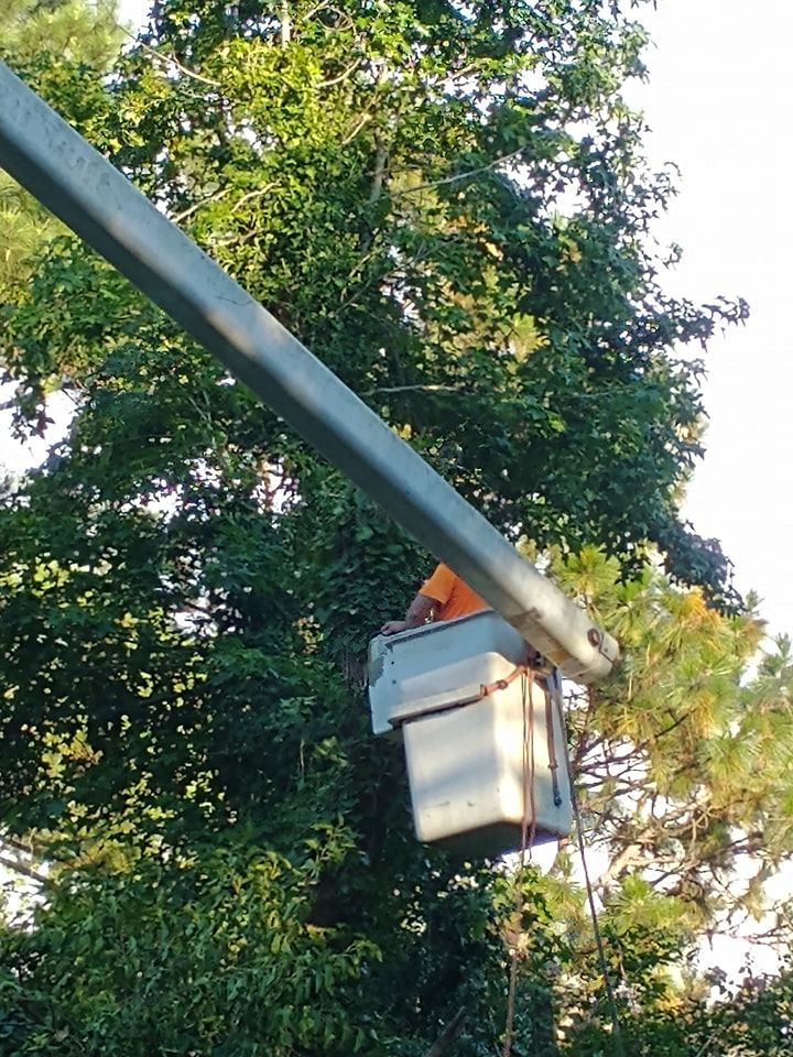 Tree Removal for Country Cutters Tree Service in Prince George, VA