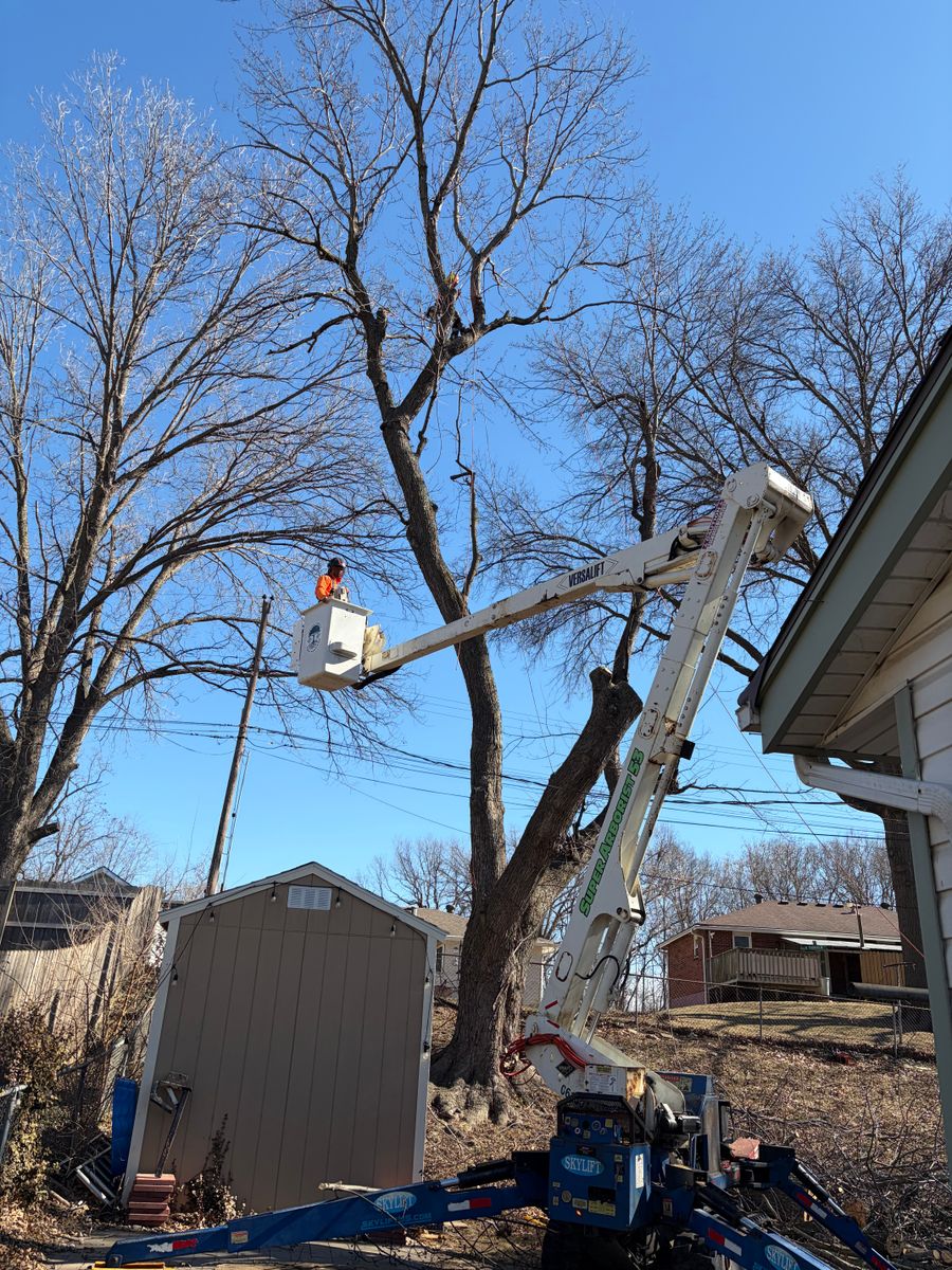 Tree Trimming for Cross Family Tree Service in Kearney, MO