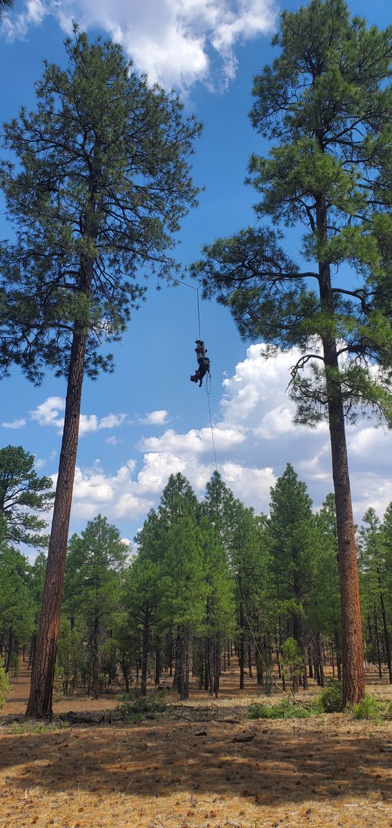 Emergency Tree Services for StockPro Tree Specialists in Show Low, AZ
