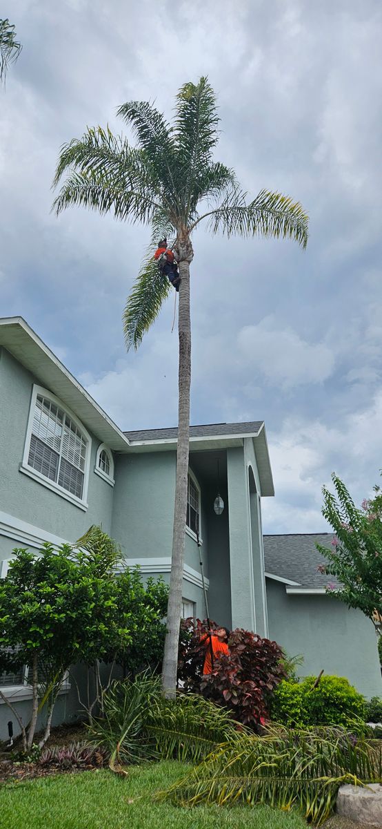 Tree Trimming for Tezna Landscaping, Trees & Pavers in Valrico, FL