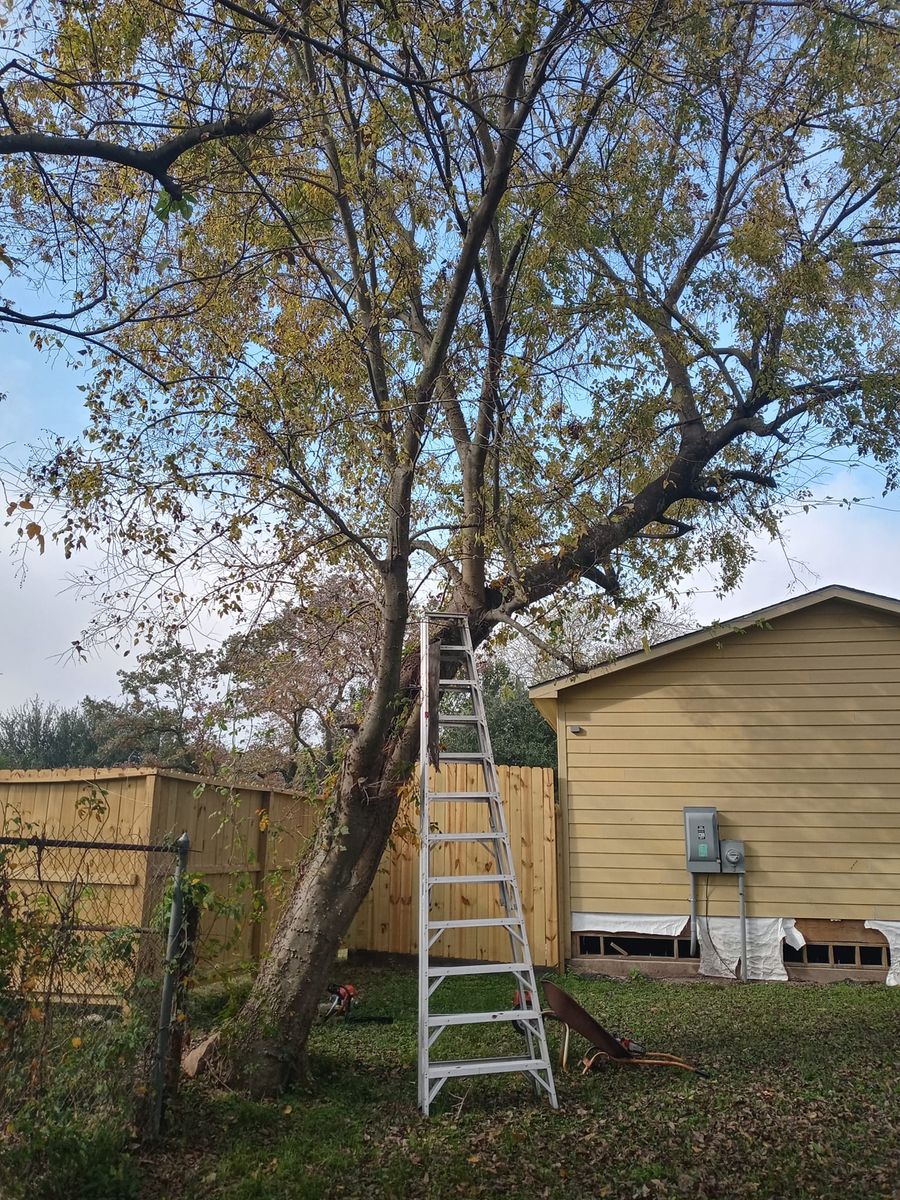 Tree Removal for The I AM Services in Houston, TX