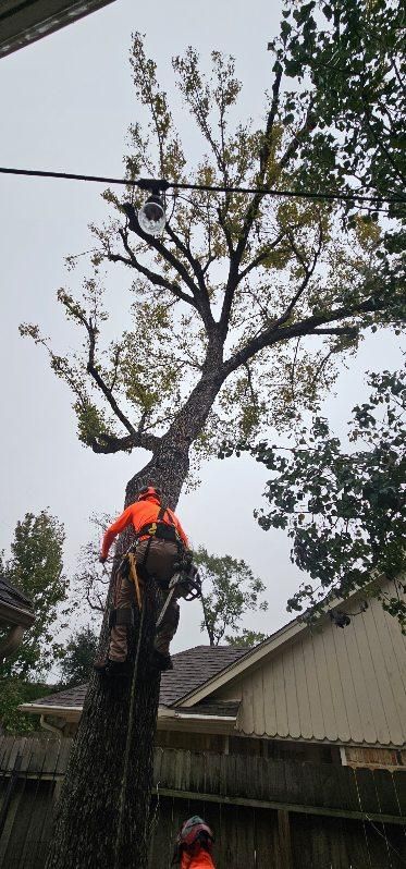Tree Removal for Servin's Tree Care  in Houston, TX