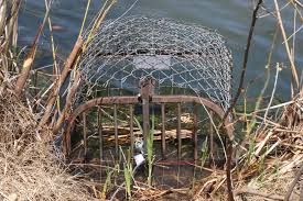 Beaver Removal for Magnolia Wildlife Solutions  in  Collierville, TN