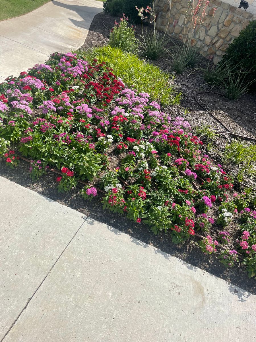 Seasonal color changes for Guerrero's Landscape in Fort Worth,  TX