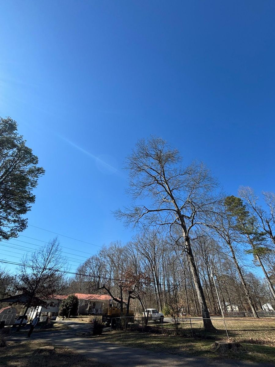 Tree Removal for SEALY TREE and LAWN in Cleveland, TN