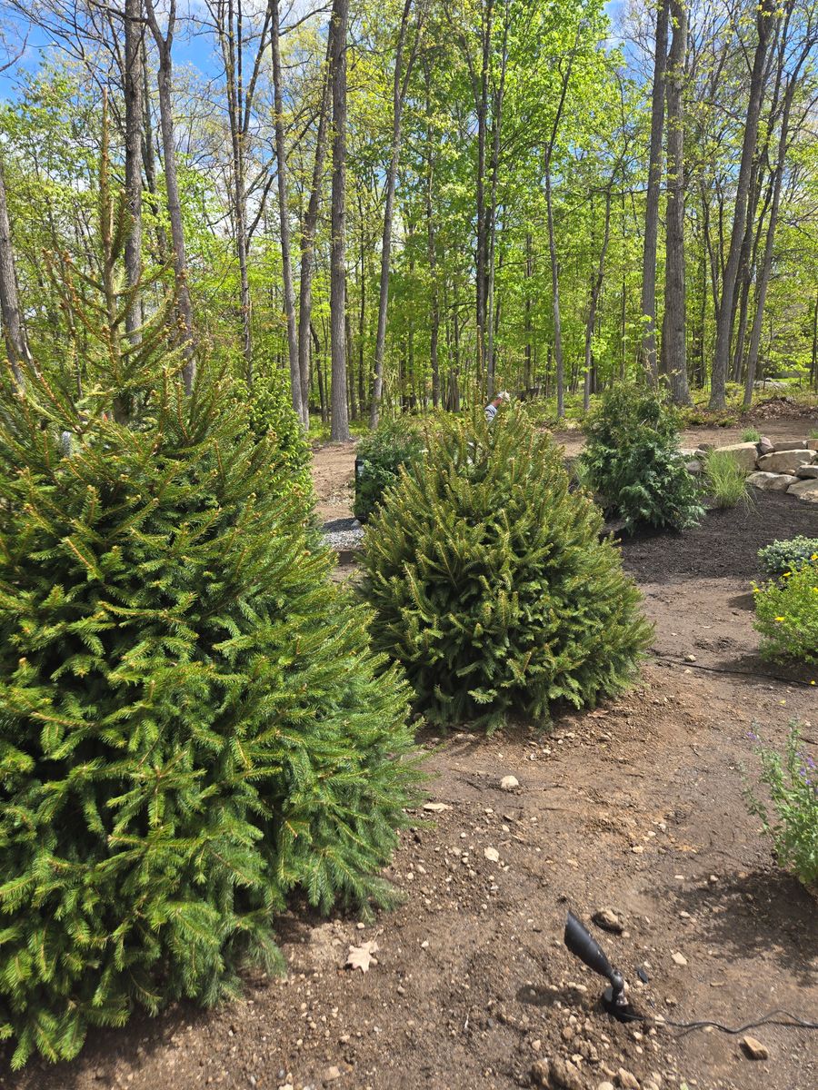Planting & Pruning for Tony Monaco Landscaping Inc. in Orange County, NY