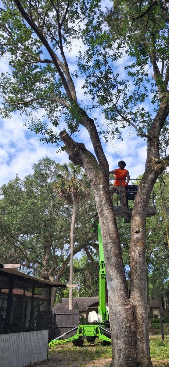 Tree Removal for Daniel Hickey’s Tree Service in DeLand, FL