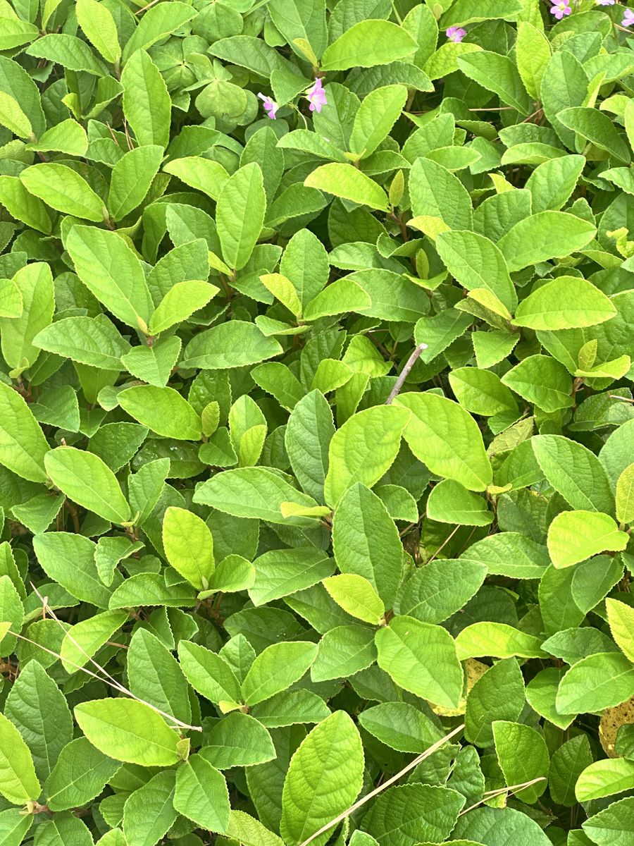 Landscape Installation for Atlas Land Design in Creekside Park, TX