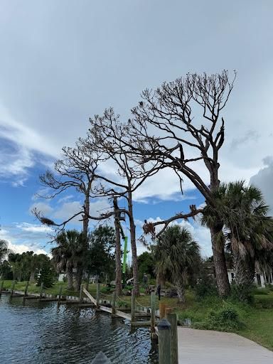 Tree Trimming for Lemon Bay Tree Service  in Englewood, FL