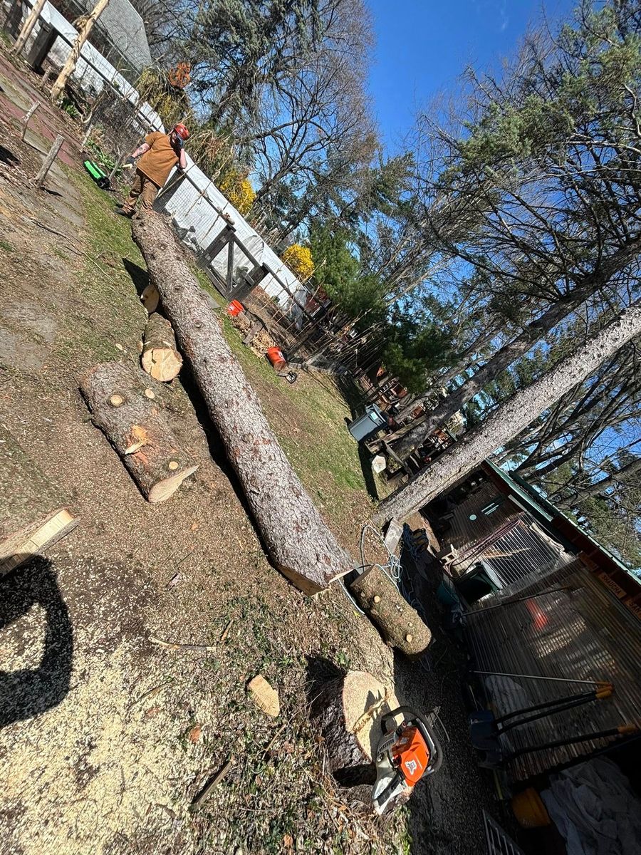 Tree Removal for T's Trees in Albany, NY