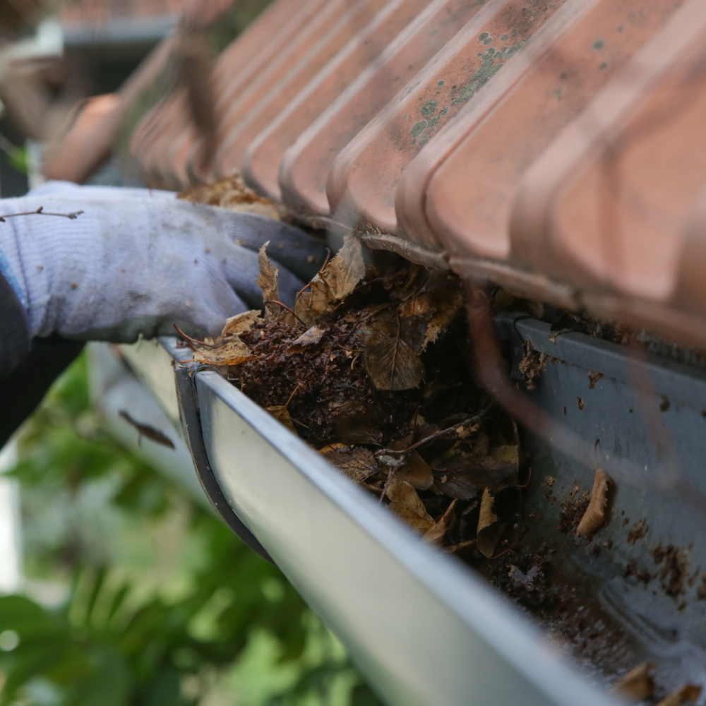 Gutter Flush & Cleaning for radPAD - Home Service Pros in Carlsbad, CA