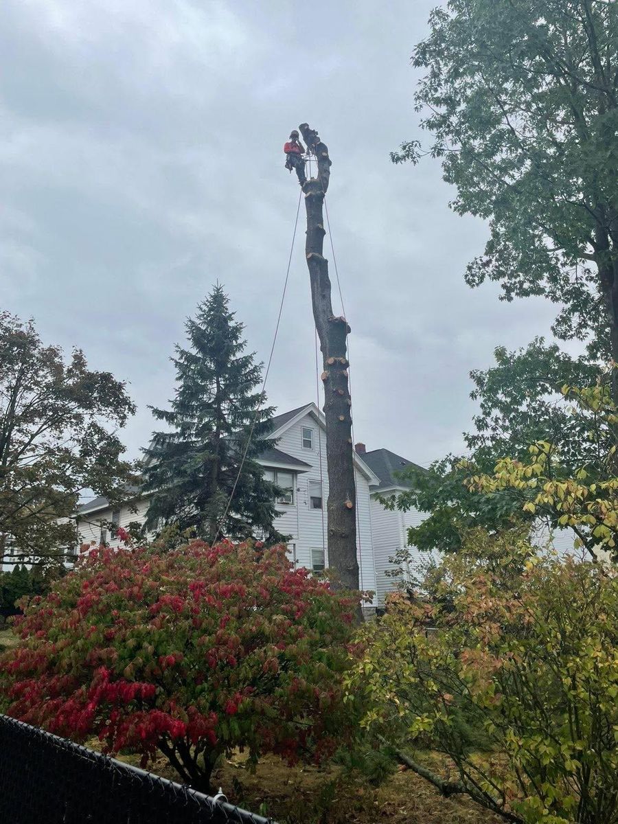 Tree Removal for T's Trees in Albany, NY
