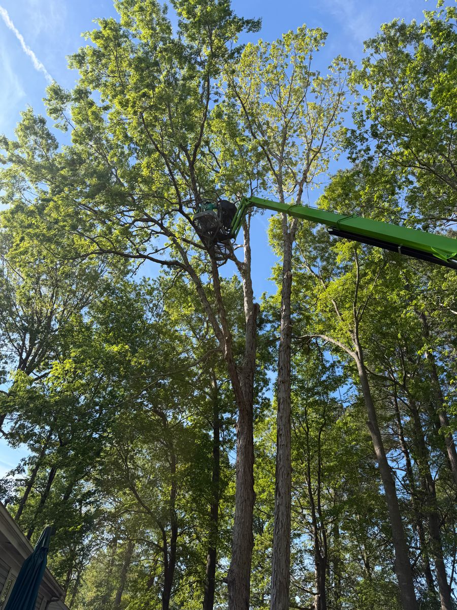 Tree Trimming for James River Tree Service in Suffolk, VA
