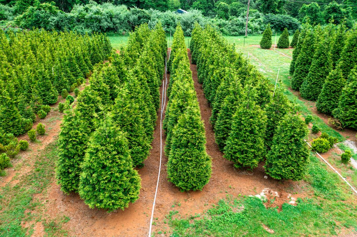 Green Giant Nursery for  in Morristown, NJ