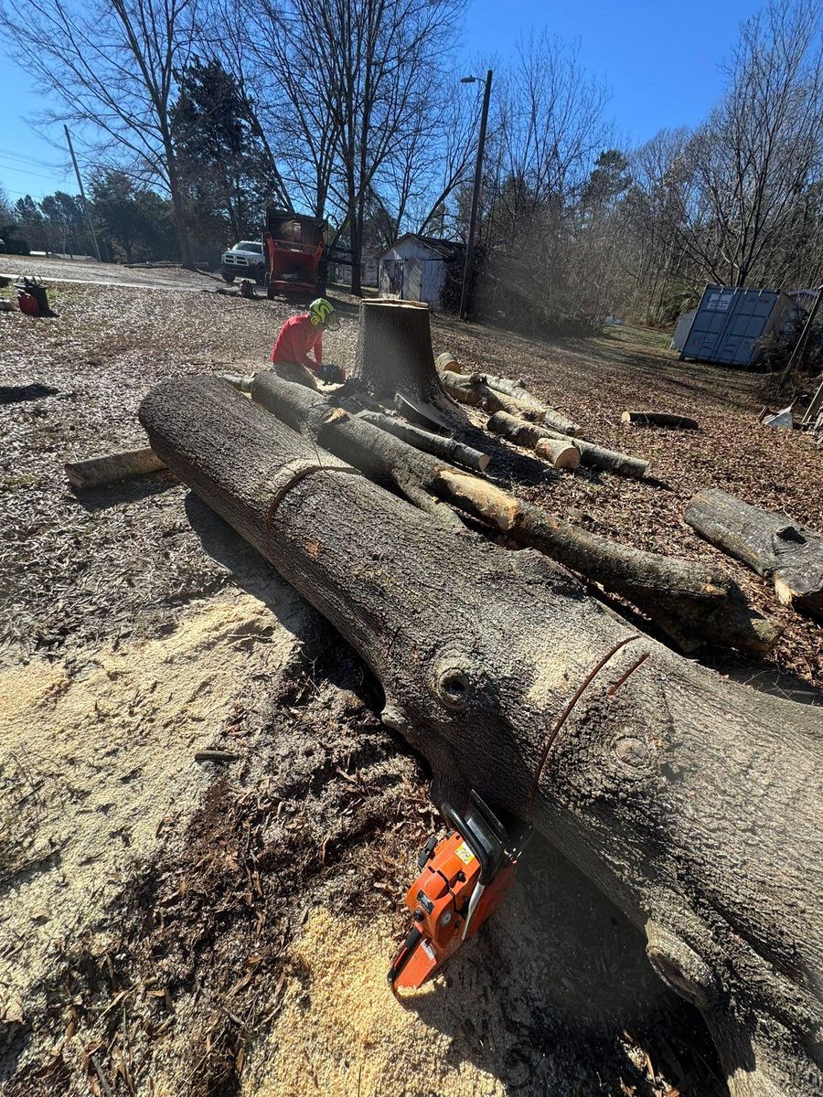 Tree Removal for Pedro's Tree Removal in Charlotte, NC