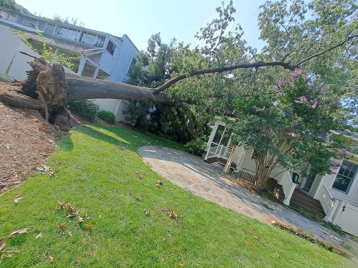 24 Storm damage for Branch Out Tree Care LLC in Fredericksburg, VA