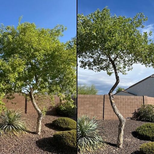 Tree & Shrub Care for Grand Canyon State Landscape Inc. in Surprise, AZ