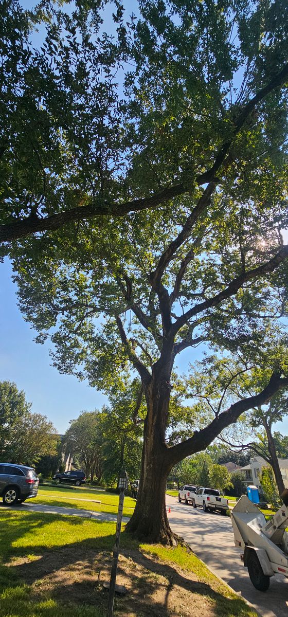 Tree Trimming for Servin's Tree Care  in Houston, TX