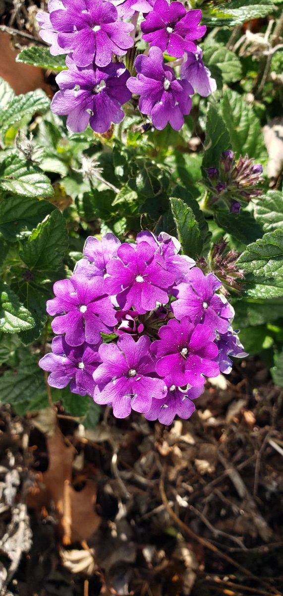 Mulching for Clean Cut Lawns & Landscaping in Dickerson, MD