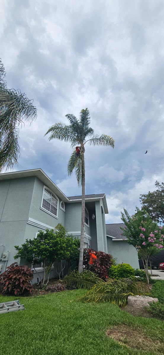 Tree Trimming for Tezna Landscaping, Trees & Pavers in Valrico, FL