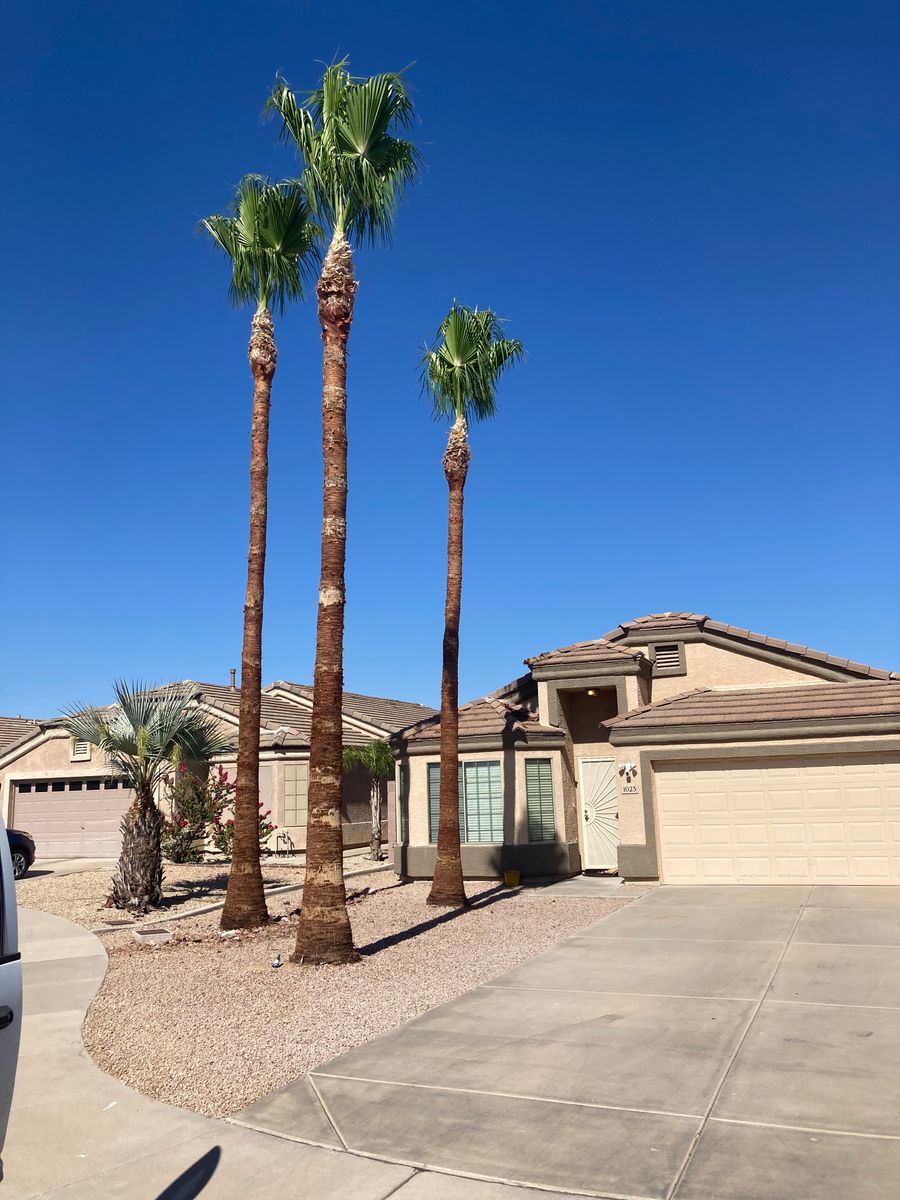 Palm Tree Trimming for Revolution Landscape Construction in Mesa, AZ