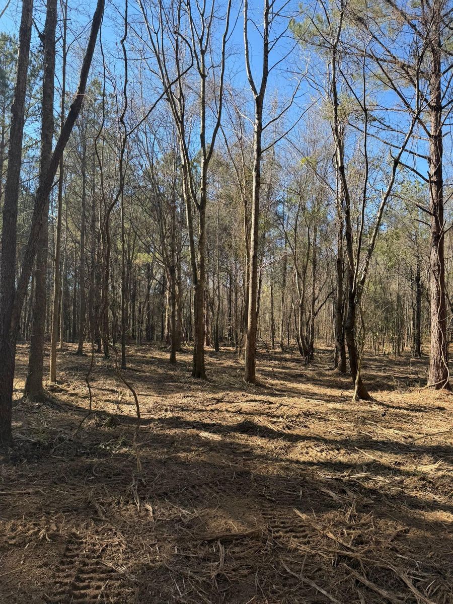 Forestry Mulching for Big Munchie Landworx in Jackson, MS