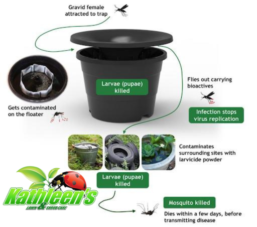 Mosquito Control for Kathleen's Lawn & Shrub Care in Augusta, GA