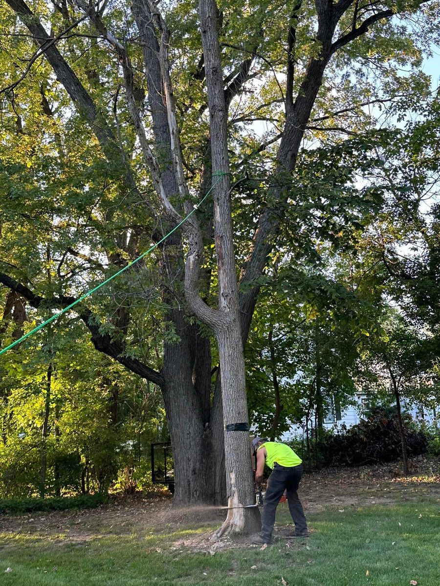 Tree Removal for Firescape LLC in Lake Geneva, WI