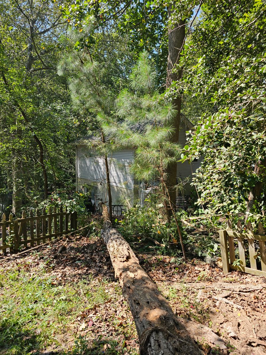 Tree Removal for Hired Gunz Services LLC in La Plata, MD