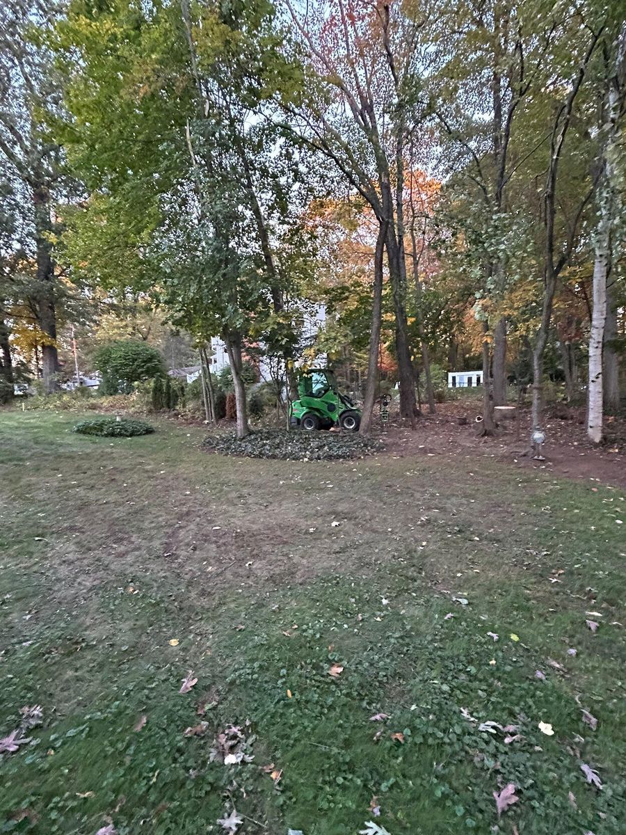 Clean Up for DC TREE in Vernon, CT